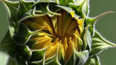 close-up of a sunflower bud