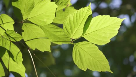 Nahaufnahme-Von-Pappelbaumblättern,-Die-Sich-Langsam-Mit-Dem-Wind-Bewegen