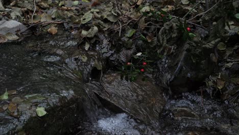 Río-Detrás-De-La-Hierba-En-El-Bosque