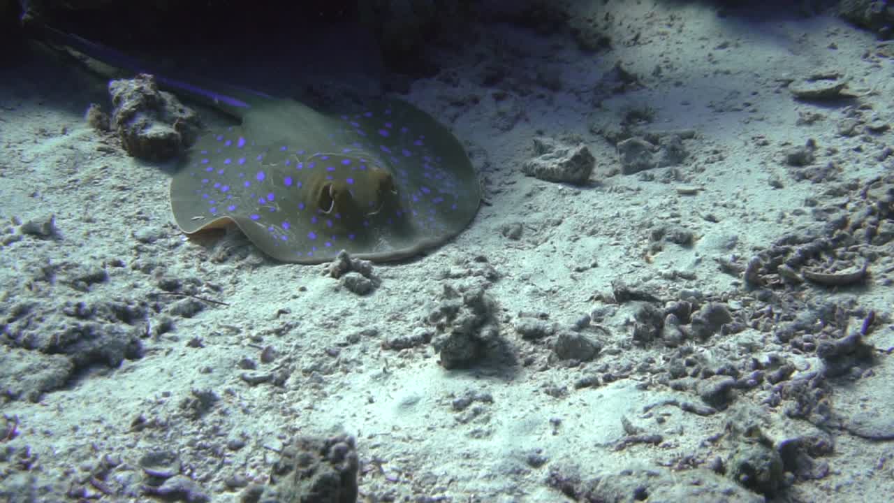 Stingray resting on the ocean floor