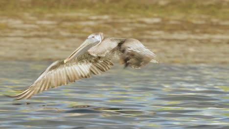 Pájaro-Pelícano-Marrón-Tomando-Vuelo-Con-Gracia-A-Lo-Largo-De-La-Orilla-De-La-Playa-En-El-Agua-Del-Océano-En-Cámara-Lenta