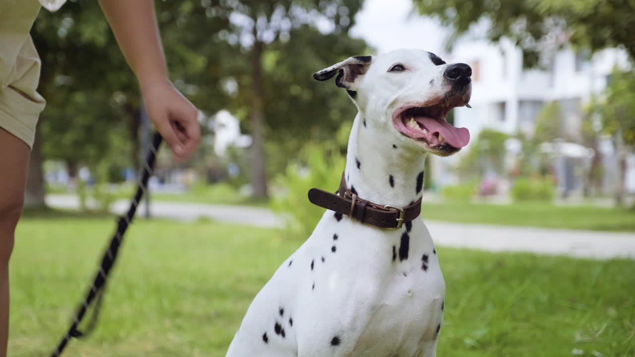 공원에서 개와 함께 있는 여자