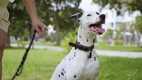mujer con perro en el parque