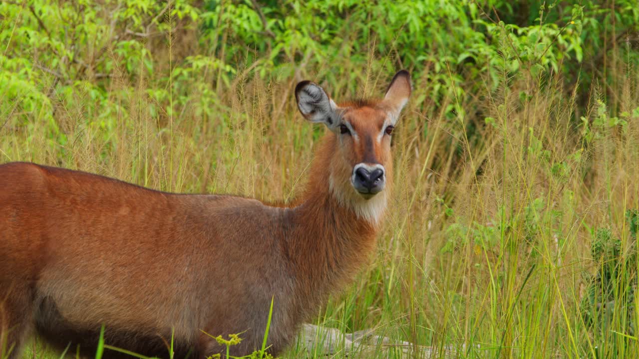 Vandbuk, der står blandt højt, grønt græs ved bredden af Nilen og kigger ind i kameraet i Murchison Falls Nationalpark, Uganda, der viser afrikansk dyreliv og naturlige levesteder