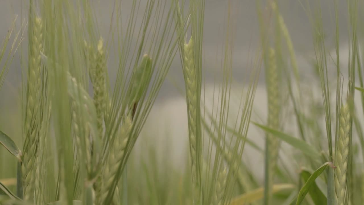 폭풍우가 다가오고 있는 농민 들판에서 자라는 녹색 밀