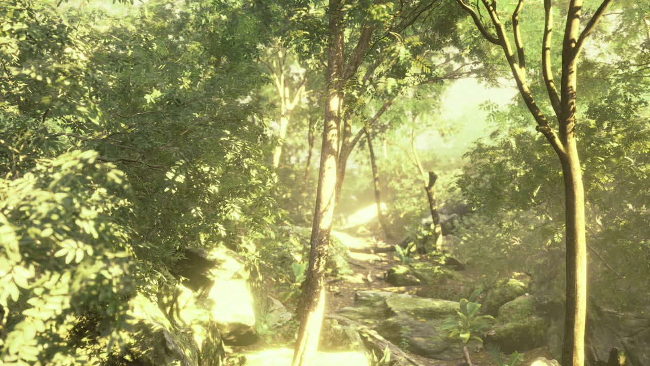 Sunlight filters through lush foliage in a vibrant forest setting