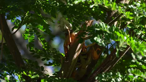 Gran-Iguana-Verde-Macho-Moviendo-La-Cabeza-Sentada-En-Una-Rama-De-árbol-Y-Mirando-Hacia-Abajo