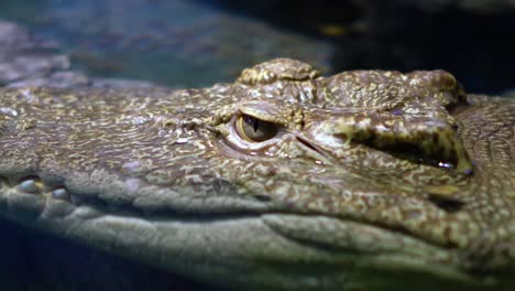 siamese crocodile (crocodylus siamensis)