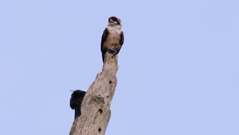 el falconet de muslo negro es una de las aves rapaces más pequeñas que se encuentran en los bosques de algunos países de asia