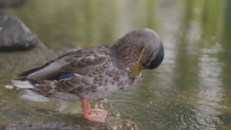 limpieza de mallard en el canal de la ciudad