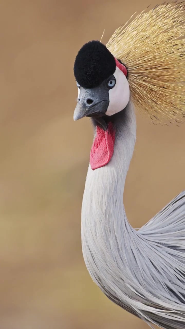 Ritratto verticale ravvicinato di una gru africana durante un safari nella fauna selvatica africana, video verticale per social media, Instagram Reels e Tiktok di una gru coronata grigia in Kenya nel Parco Nazionale Maasai Mara