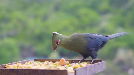 este increíble pájaro knysna loerie desayunando en el desierto, sudáfrica