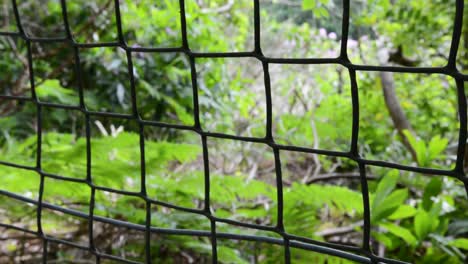 Square-Link-Fence-on-Edge-of-Forest-Woods-Line-Close-Up