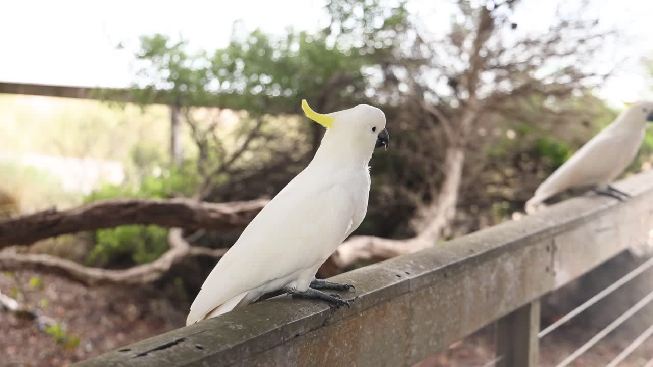 cocatiel posado en una valla de madera al aire libre