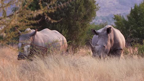 Rhinos-in-the-bushveld