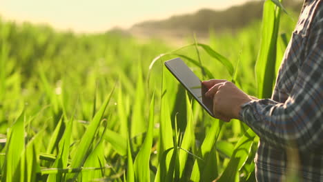 Close-Up-male-hand-touching-a-leaf.-Senior-farmer-holding-a-laptop-in-a-corn-field-taking-control-of-the-yield