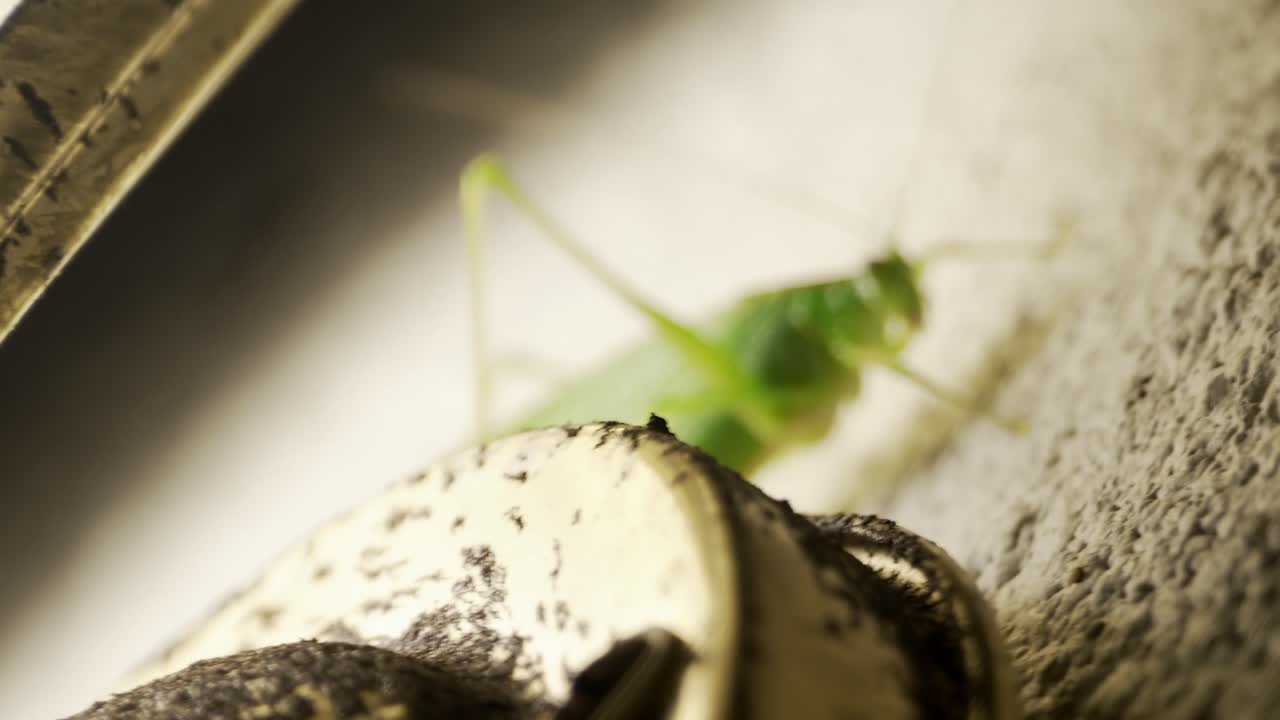 근접 카티디드 (katydid) 가 현관 빛 뒤에서 나타나서 멈추고 다리를 움직인다.