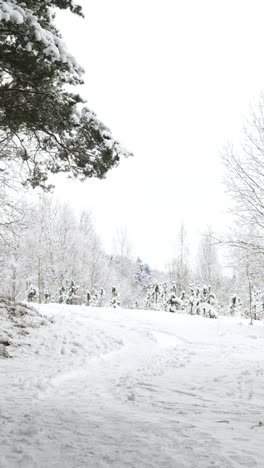 snow-covered forest