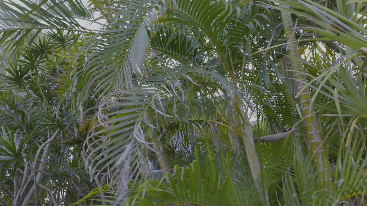 바람 에 흔들리는 울불 한 열대 식물 들