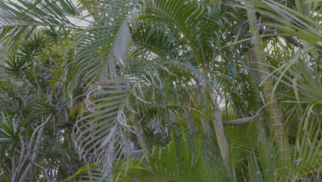 dense tropical plants swaying in the breeze