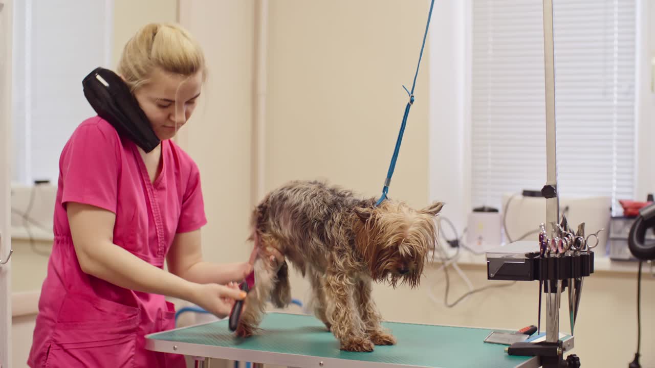전문적인 개 정리 서비스