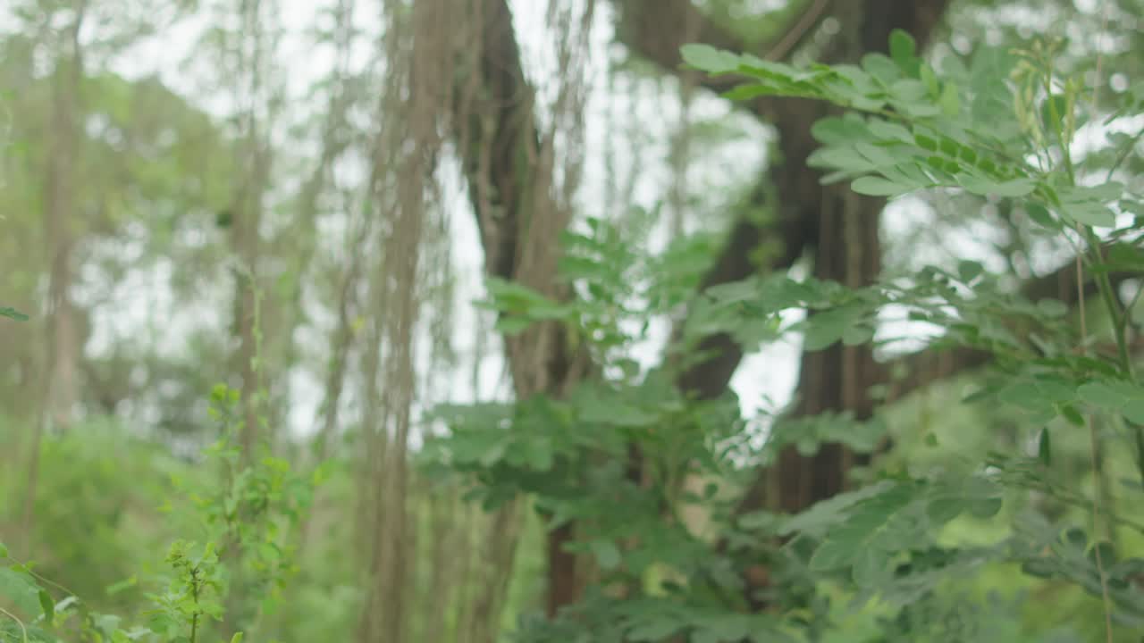 Slow push-in zoom features dense green Albizia lebbeck foliage and prominent Ficus benghalensis aerial roots wrapping around a large trunk in a misty, vibrant tropical forest