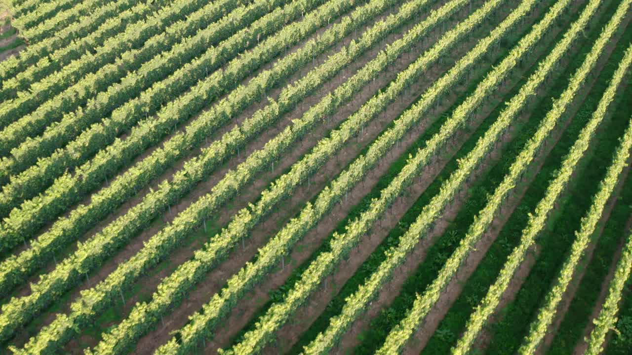 vuelo aéreo sobre viñedo de uva con fruta lista para la producción de vino