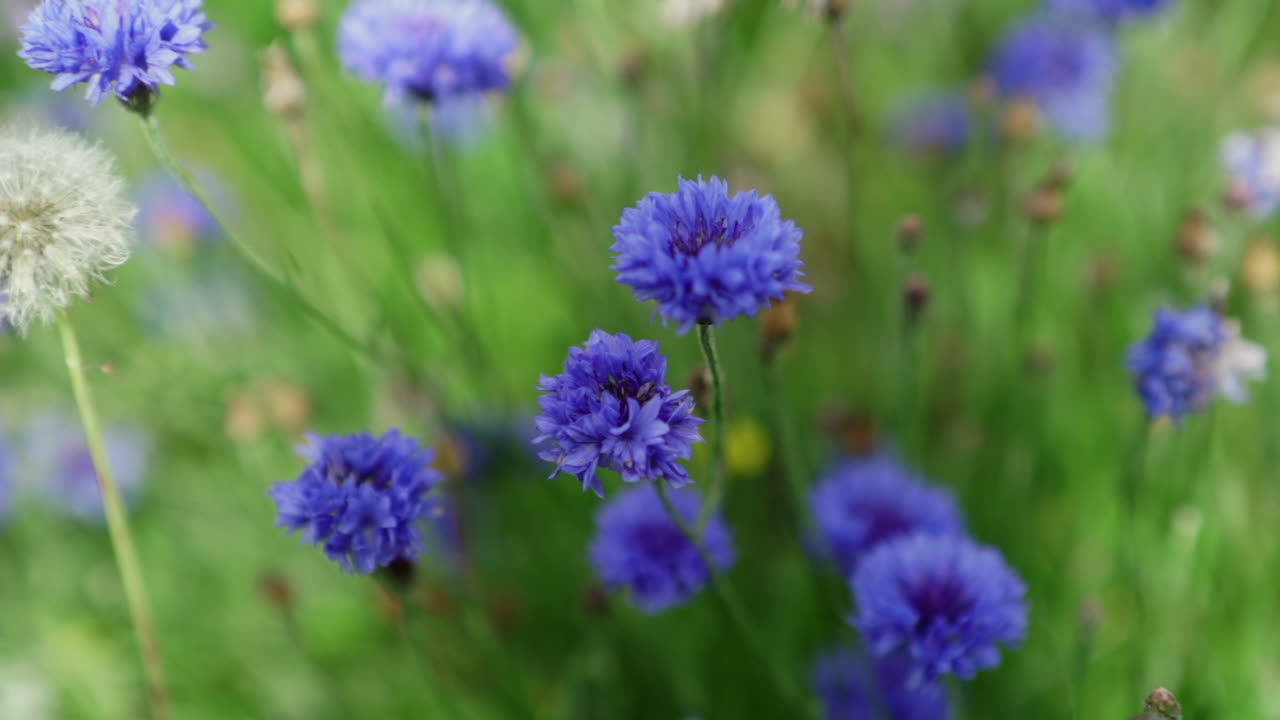 Slo mo shot of Vibrant Wild Blue Cornflowers Wildflowers and a Dandelion