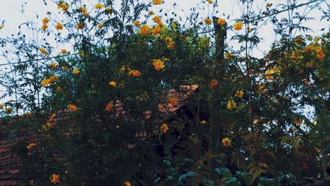 bush with yellow flowers growing on a fence near a house