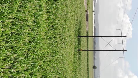 Power-line-surrounded-by-corn-fields,-vertical-aerial-video