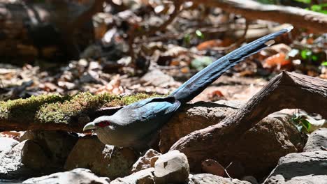 4k-Ein-Wilder-Grüner-Malkoha,-Phaenicophaeus-Tristis,-Kuckuck,-Der-Nahrung-Vom-Tropischen-Waldboden-Pickt,-Während-Er-Auf-Die-Umgebung-Für-Potenzielle-Raubtiere-Achtet,-Kaeng-Krachan-Nationalpark,-Thailand