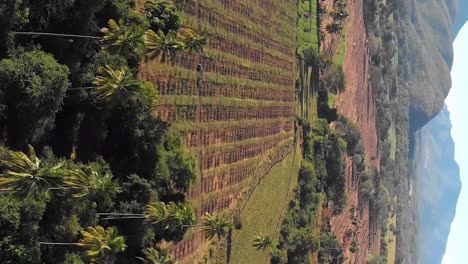 Exotic-tropical-landscape-with-fields-and-palm-trees,-aerial-vertical-view