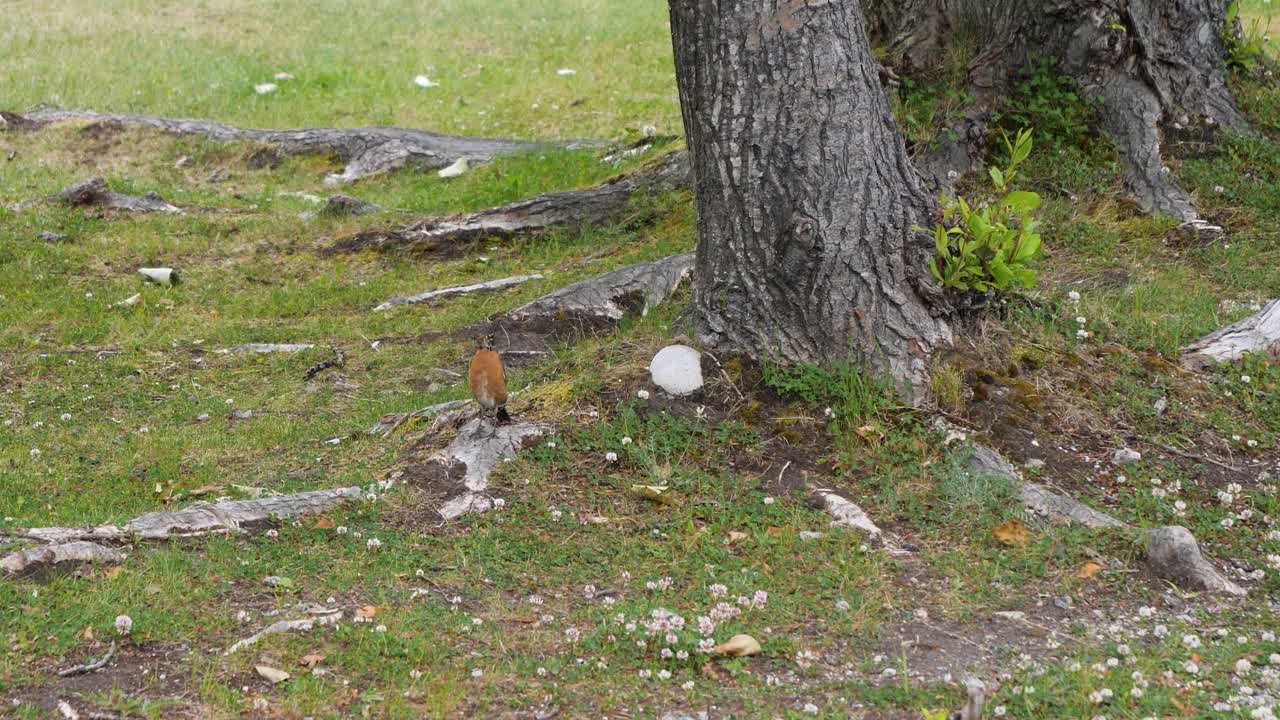 American robin in Pullen Creek Stream Walk in Skagway, Alaska.