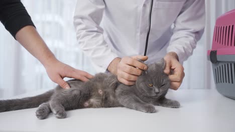 veterinarian examining female cat.