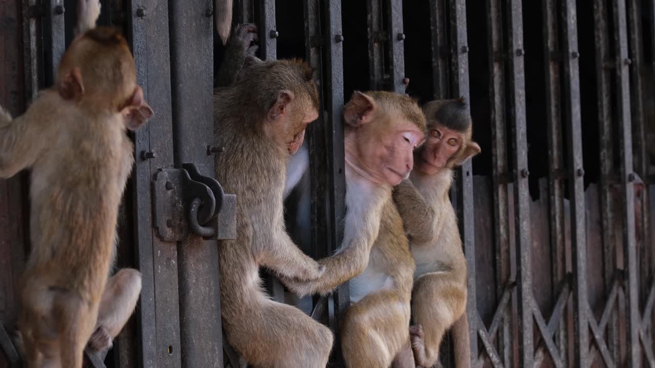estos habitantes de la ciudad disfrutan sentados entre la puerta durante la calurosa tarde mientras se mueven de un lugar a otro, macaco de cola larga, macaca fascicularis en lop buri, tailandia