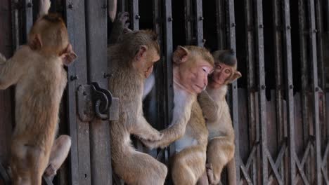 these city dwellers enjoy sitting in between the gate during the hot afternoon as they move from one spot to another, long-tailed macaque, macaca fascicularis in lop buri, thailand