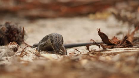 Grieta-Skink-Comiendo-Termitas-Alates-Emergiendo-Del-Suelo