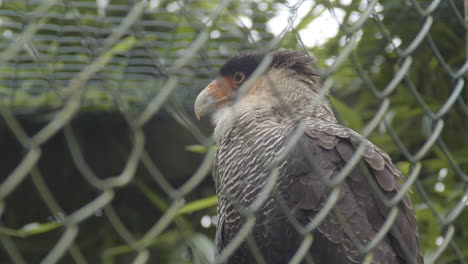 close portrait of southern crested caracara sitting behind a fence