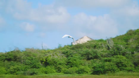 en este video se puede ver una cigüeña volando sobre el bosque verde de la jungla y el agua en willemstad, curacao