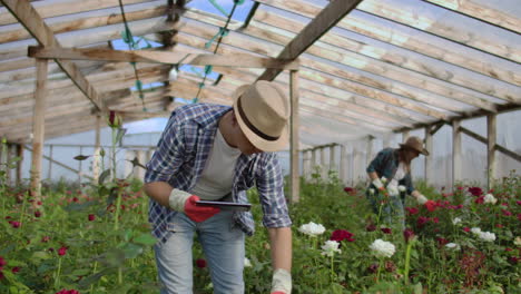 Pequeño-Negocio-Moderno-De-Cultivo-De-Flores.-Colegas-Floristas-Trabajan-Juntos-Con-Tabletas-En-Un-Invernadero.-Dos-Jardineros-Modernos-Inspeccionan-Juntos-Los-Capullos-De-Flores