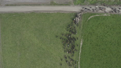 Aerial-birds-eye-view-shot-of-dairy-cows-heading-to-the-milking-sheds-in-New-Zealand-South-island