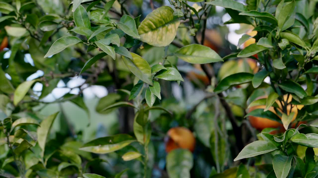 Person harvests orange from lush citrus tree in garden with green leaves