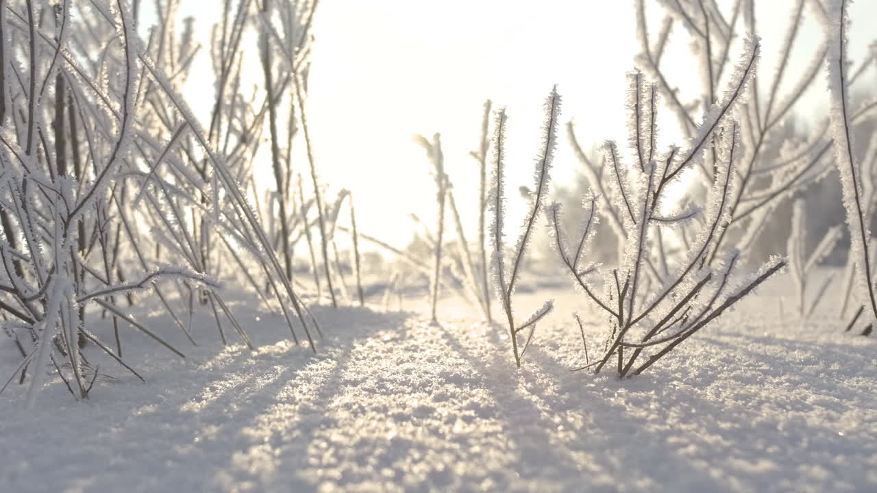 ramas de invierno congeladas
