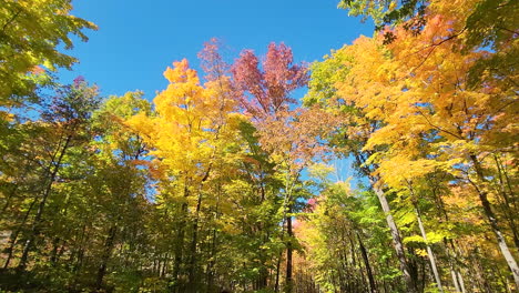 Tilt-up-from-road-to-trees-with-autumn-color-foliage,-forward-motion