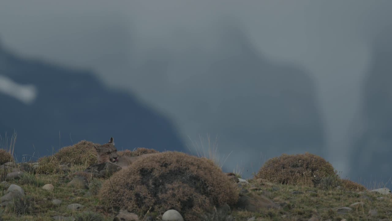 puma lamiendo la pata después de alimentarse