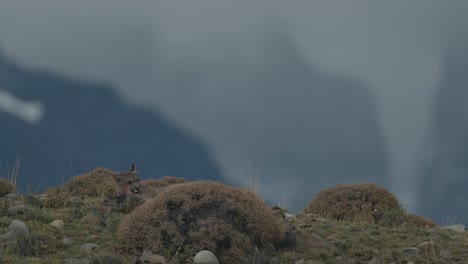 puma lamiendo la pata después de alimentarse