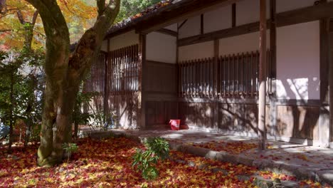 beautiful japanese fall colors in bright yellow during autumn colors