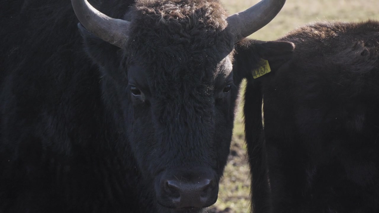Primo piano di uno Żubroń, un ibrido tra bisonte europeo e bovino domestico, in un campo aperto e soleggiato in Polonia. La telecamera si concentra sul suo volto, evidenziando i dettagli della sua pelliccia robusta e delle corna.