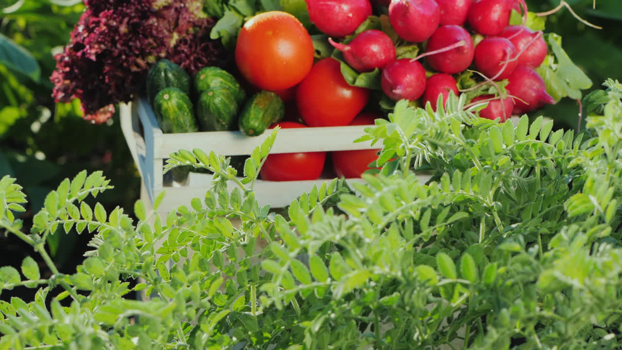 정원 한가운데 나무 상자에 든 신선한 야채