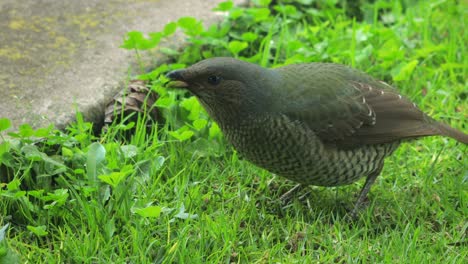 satin bowerbird female eating grass in garden close up daytime australia, victoria, gippsland, maffra